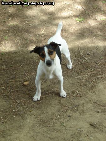 Jack-Russell-Terrier Hunde Foto 21766 Jack-Russell-Terrier was willst du?
