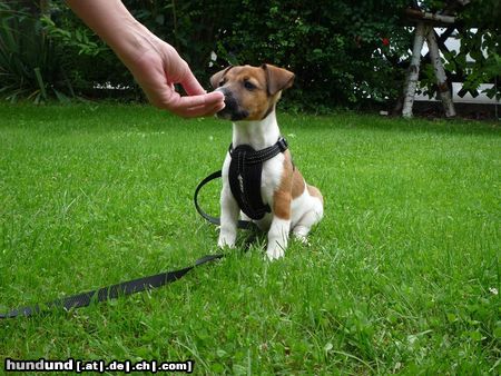 Jack-Russell-Terrier Kessy