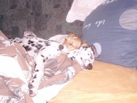 Jack-Russell-Terrier Hunde Foto 28273 in höherer Auflösung ansehen Jack-Russell-Terrier nelli und gino kuscheln