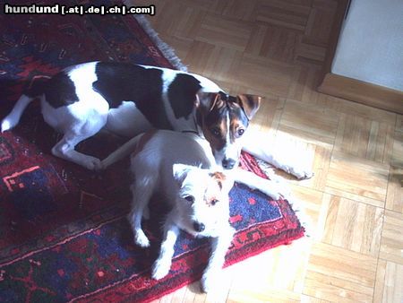 Jack-Russell-Terrier Hunde Foto 13035 Jack-Russell-Terrier Wir haben uns soooo.. lieb