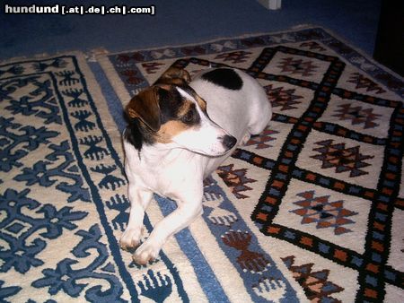 Jack-Russell-Terrier Hunde Foto 12204 Jack-Russell-Terrier Ich bin Kyra