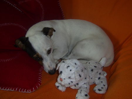 Jack-Russell-Terrier Cocki hat nen neuen Kumpel gefunden und der hält ganz still ;-) 