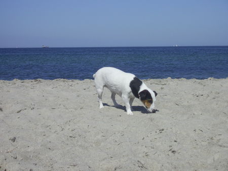 Jack-Russell-Terrier Hunde Foto 42586 Jack-Russell-Terrier Cocki am Hundebadestrand in Warnemünde...ein Hundeparadies ;-)