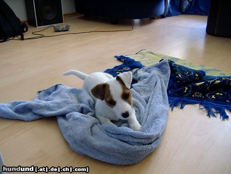 Jack-Russell-Terrier Hunde Foto 26260 Jack-Russell-Terrier Lea Linski