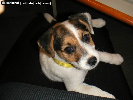 Jack-Russell-Terrier Hunde Foto 10744 Jack-Russell-Terrier Leo ist am 15.2.2004 geboren und wir sind schon die