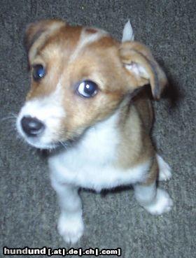 Jack-Russell-Terrier Hunde Foto 18020 in höherer Auflösung ansehen Jack-Russell-Terrier Lissy mit 14 Wochen (Jack-Russell-Mix)