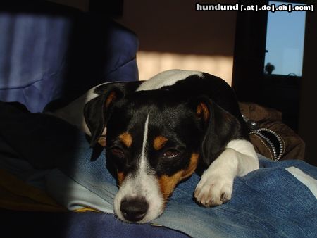 Jack-Russell-Terrier Hunde Foto 17754 in höherer Auflösung ansehen Jack-Russell-Terrier