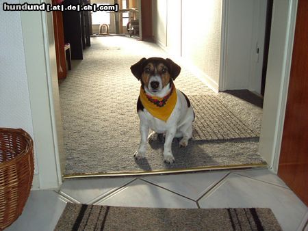 Jack-Russell-Terrier Hunde Foto 21451 Jack-Russell-Terrier