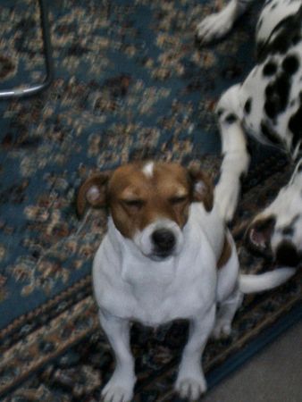 Jack-Russell-Terrier Hunde Foto 28272 Jack-Russell-Terrier mach das es aufhört