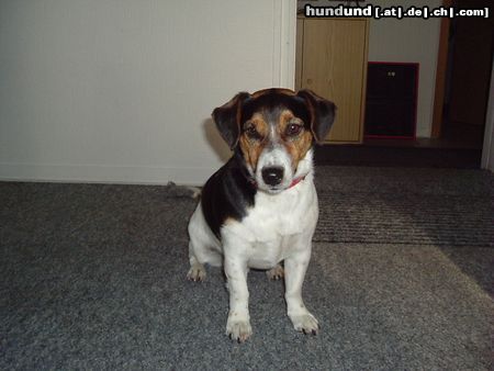 Jack-Russell-Terrier Hunde Foto 21603 Jack-Russell-Terrier hu,hu,das bin ich Josch ist mein Name
