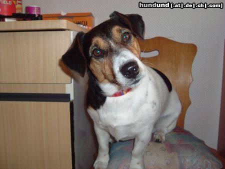 Jack-Russell-Terrier Hunde Foto 21602 Jack-Russell-Terrier hu,hu,das bin ich Josch ist mein Name