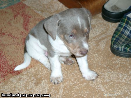 Jack-Russell-Terrier Hunde Foto 6056 Jack-Russell-Terrier Mailo 6 Wochen alt