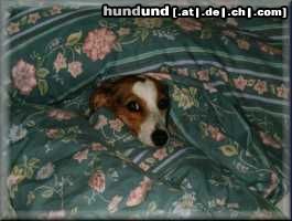 Jack-Russell-Terrier Hunde Foto 10595 Jack-Russell-Terrier Unser kleiner Sonnenschein