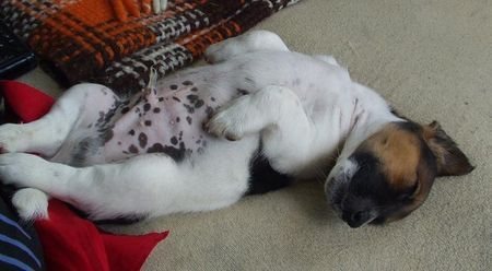 Jack-Russell-Terrier Hunde Foto 36639 in höherer Auflösung ansehen Jack-Russell-Terrier das is aber kalt am bauch