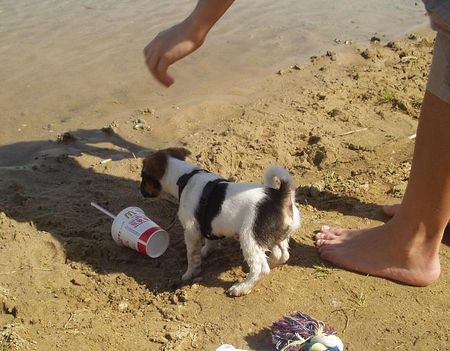 Jack-Russell-Terrier Hunde Foto 36641 in höherer Auflösung ansehen Jack-Russell-Terrier geh weg da ich will ins WASSER