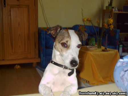 Jack-Russell-Terrier Hunde Foto 10769 Jack-Russell-Terrier Wo sind denn nun die Ostereier...........