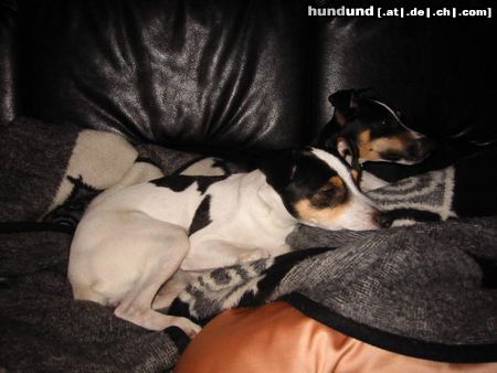 Jack-Russell-Terrier Hunde Foto 7234 Jack-Russell-Terrier Unser Liebling