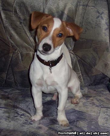 Jack-Russell-Terrier Hunde Foto 17962 Jack-Russell-Terrier
