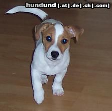 Jack-Russell-Terrier Hunde Foto 17967 in höherer Auflösung ansehen Jack-Russell-Terrier