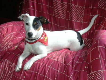 Jack-Russell-Terrier Hunde Foto 42615 Jack-Russell-Terrier jacky in pose