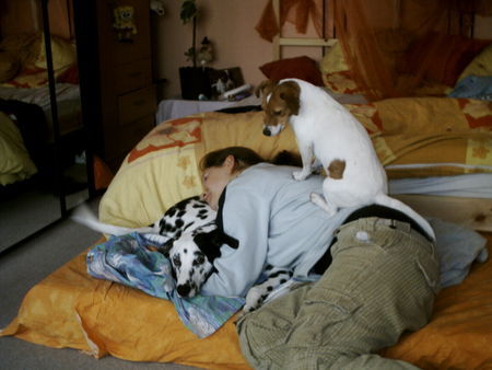 Jack-Russell-Terrier Hunde Foto 28274 Jack-Russell-Terrier ich hab das frauchen umgeworfen