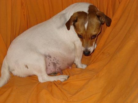 Jack-Russell-Terrier Hunde Foto 37378 in höherer Auflösung ansehen Jack-Russell-Terrier Mir ist so Schwanger