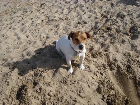 Jack-Russell-Terrier Hunde Foto 37876 in höherer Auflösung ansehen Jack-Russell-Terrier Nelli am strand