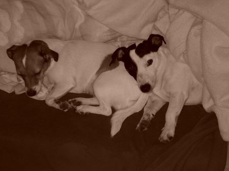 Jack-Russell-Terrier Hunde Foto 41230 in höherer Auflösung ansehen Jack-Russell-Terrier Nelli und Starski beim Kuscheln