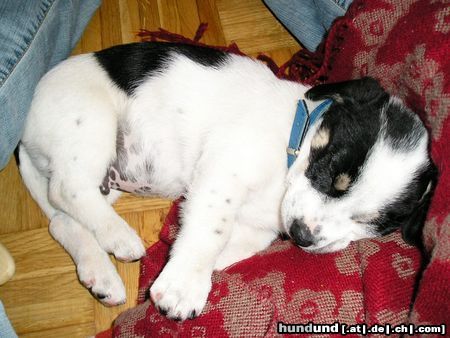 Jack-Russell-Terrier Hunde Foto 21773 in höherer Auflösung ansehen Jack-Russell-Terrier Das ist unser Jack-Russell-Terrier-Mix Odie mit ca 9 Wochen