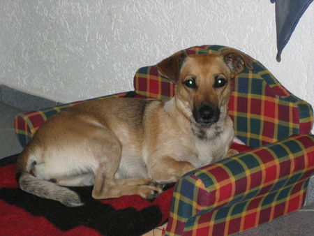 Jack-Russell-Terrier Hunde Foto 33233 Jack-Russell-Terrier Ashanti