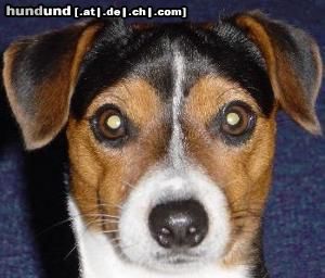 Jack-Russell-Terrier Hunde Foto 19992 in höherer Auflösung ansehen Jack-Russell-Terrier das ist olaf er ist 3 1/2 jahre alt und ist ein deckrüde bei interresse bitte melden