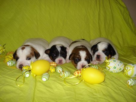 Jack-Russell-Terrier Hunde Foto 37759 in höherer Auflösung ansehen Jack-Russell-Terrier Frohe Ostern aus Bernau analle