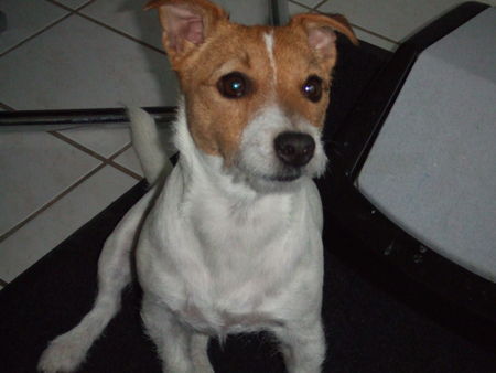 Jack-Russell-Terrier unsere shiva