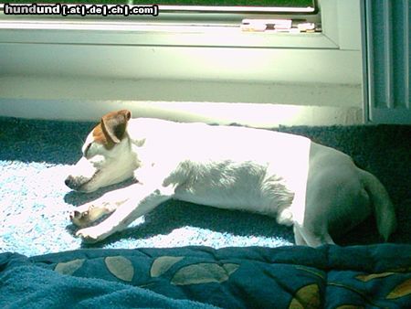 Jack-Russell-Terrier Hunde Foto 16309 Jack-Russell-Terrier hm,draußen eklig kalt aber hier in der sonne lässt es sich aushalten..*gähn*