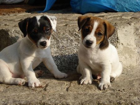 Jack-Russell-Terrier Hunde Foto 38422 in höherer Auflösung ansehen Jack-Russell-Terrier Scrat und Pepe 10 wochen