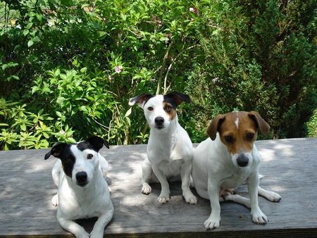 Jack-Russell-Terrier Hunde Foto 38424 in höherer Auflösung ansehen Jack-Russell-Terrier Starski,Alexis und Nelli