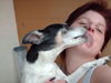 Jack-Russell-Terrier Foto: liebe kann so schön sein (ID 34034) Jack-Russell-Terrier Hund