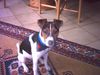 Jack-Russell-Terrier Foto: Ich bin der Prinz (ID 7938) Jack-Russell-Terrier Hund