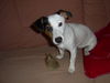 Jack-Russell-Terrier Foto: Cocki's (7.M.) erstes Weihnachtsgeschenk, ein Rinderhaut-Schuhe (ID 36118) Jack-Russell-Terrier Hund