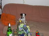 Jack-Russell-Terrier Foto: Cocki\'s erstes Silverster, sie war voll lieb, trotz lautes Knallen draußen ;-) (ID 36119) Jack-Russell-Terrier Hund