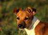 Jack-Russell-Terrier Hund