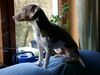 Jack-Russell-Terrier Foto: Mailo jetzt 18 Monate alt (ID 17960) Jack-Russell-Terrier Hund