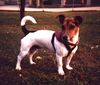 Jack-Russell-Terrier Foto: Balu der Racker, jetzt Sunny ist 1 Jahr alt (ID 11010) Jack-Russell-Terrier Hund