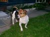 Jack-Russell-Terrier Foto: Benny in unserem Garten (ID 11124) Jack-Russell-Terrier Hund