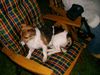Jack-Russell-Terrier Foto: Benny in unserem Garten (ID 11125) Jack-Russell-Terrier Hund