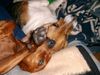 Jack-Russell-Terrier Foto: Mit meinem Kumpel Rocky (ID 11126) Jack-Russell-Terrier Hund