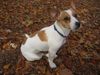 Jack-Russell-Terrier Foto: Kessy (ID 8956) Jack-Russell-Terrier Hund