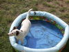 Jack-Russell-Terrier Foto: Anbaden im Hundepool ;-)! Cocki grüßt ihre neuen Brüder :-) (ID 37785) Jack-Russell-Terrier Hund