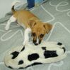 Jack-Russell-Terrier Foto: Roxy (ID 40526) Jack-Russell-Terrier Hund