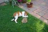 Jack-Russell-Terrier Foto: unser jacky und willi (ID 24173) Jack-Russell-Terrier Hund